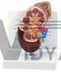 Kidney Human Anatomical Model